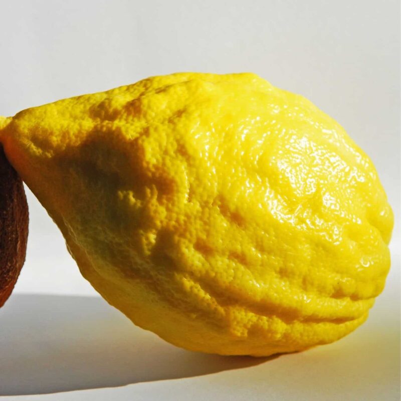 עץ אתרוג תימני
