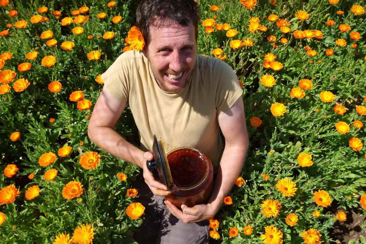 שמן תשרית קלנדולה, זרעי קלנדולה, שתילי קלנדולה אורגניים