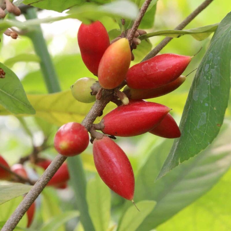 עץ מיריקל פרוט (Miracle Fruit)