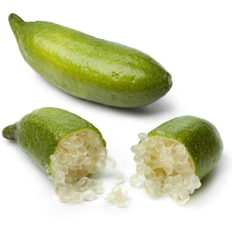 עץ פינגר ליים
