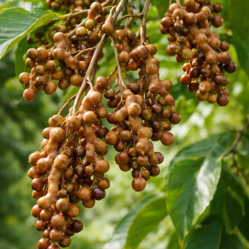 עץ הצימוקים היפני (Hovenia dulcis)