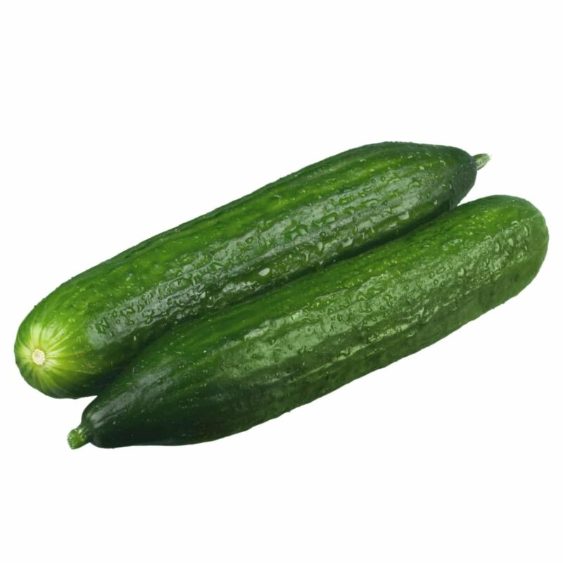 שתילי מלפפון חממה (מתאים לשטח פתוח) אורגניים מוכנים לשתילה במשלוח עד הבית