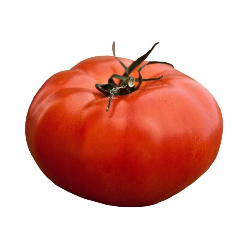 שתילי עגבניה מורשת אדומה גדולה אורגניים מוכנים לשתילה במשלוח עד הבית