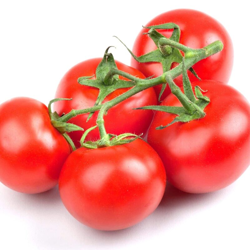 שתילי עגבניה מגי אורגניים מוכנים לשתילה במשלוח עד הבית