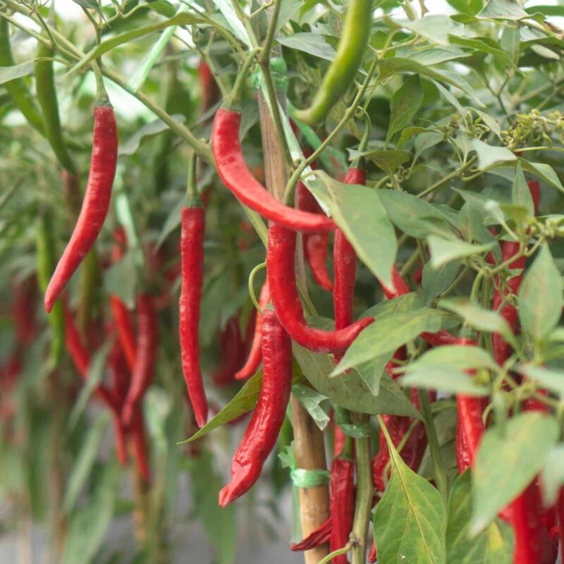 שתילי פלפל חריף צילי אדום (חריף) אורגניים מוכנים לשתילה במשלוח עד הבית