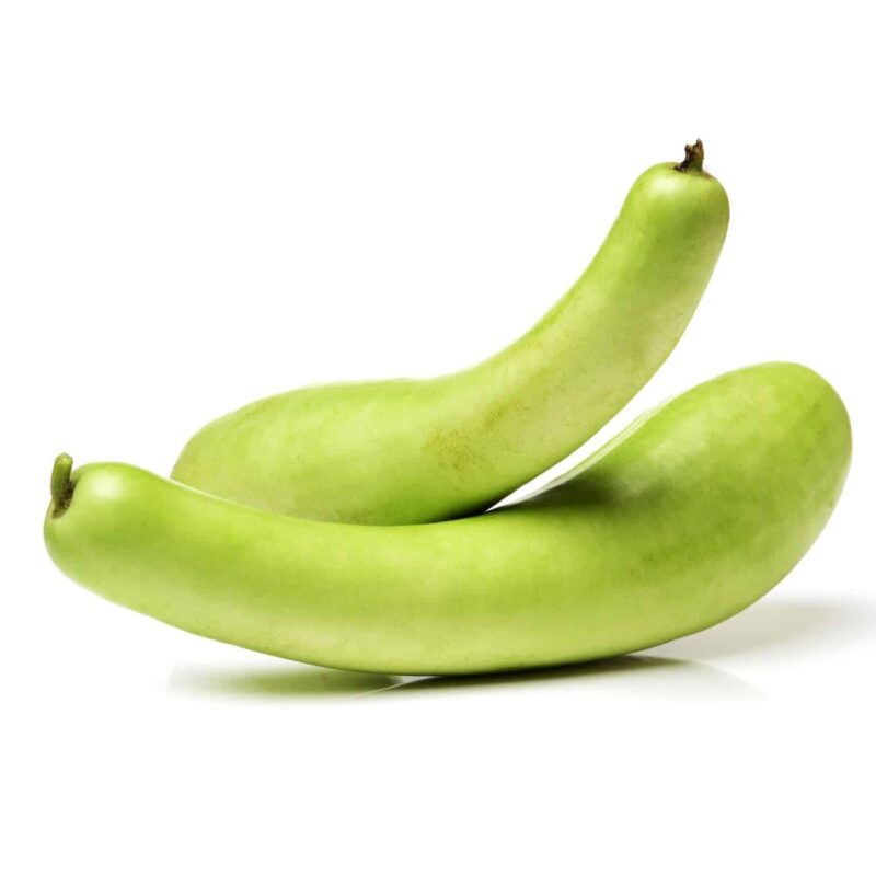 שתילי קישוא קרע אורגניים מוכנים לשתילה במשלוח עד הבית