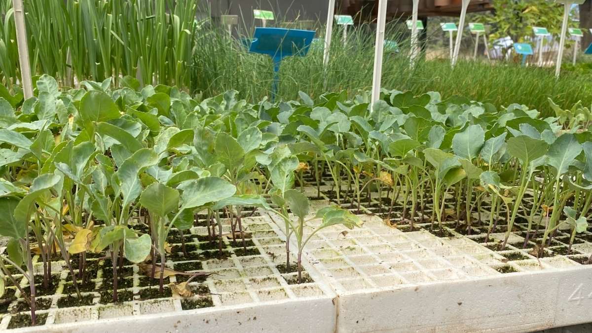 שתילי ירקות אורגניים מוכנים לשתילת סתיו