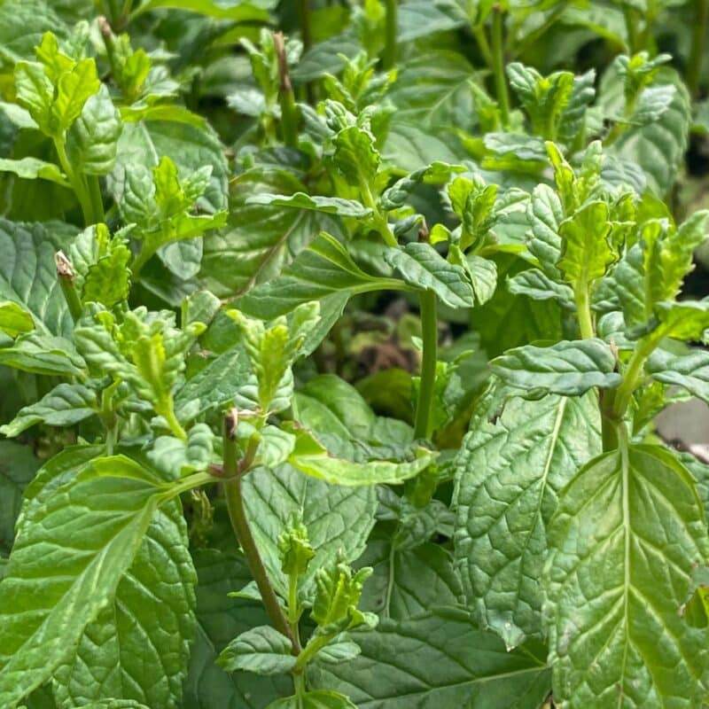 שתיל נענע ערבית אורגנית לגידול בעציצים ובגינת הירק – משתלת לקט