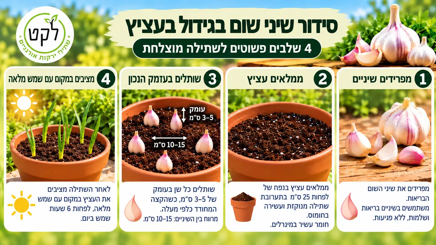 דיאגרמה של מחזור גידול שום ישראלי: שתילה באוקטובר–נובמבר, צמיחה בחורף, התעבות הראש במרץ–אפריל וקטיף לאחר ההבשלה