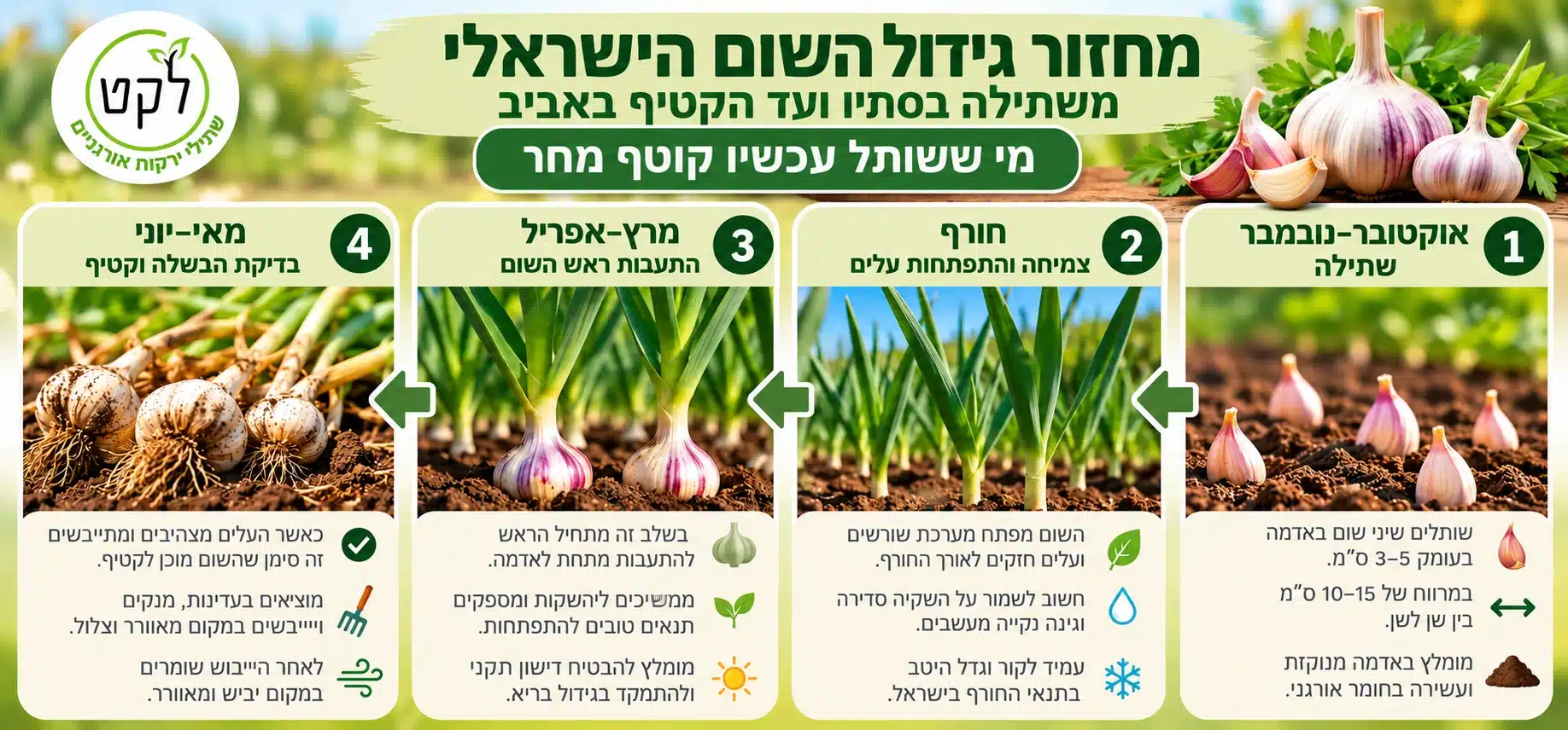 דיאגרמה של מחזור גידול שום ישראלי: שתילה באוקטובר–נובמבר, צמיחה בחורף, התעבות הראש במרץ–אפריל וקטיף לאחר ההבשלה