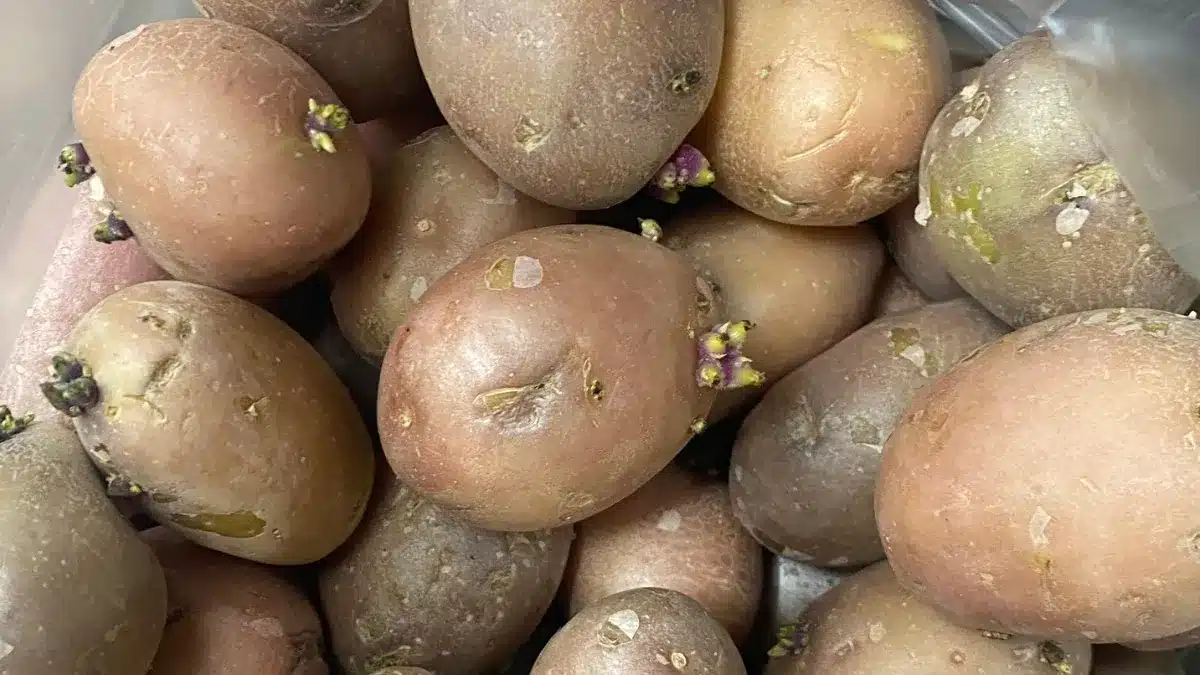 תפוחי אדמה שהתחילו להוציא עיניים ונבטים בזמן האחסון בבית